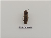 藏品(叩頭蟲(1))的圖片